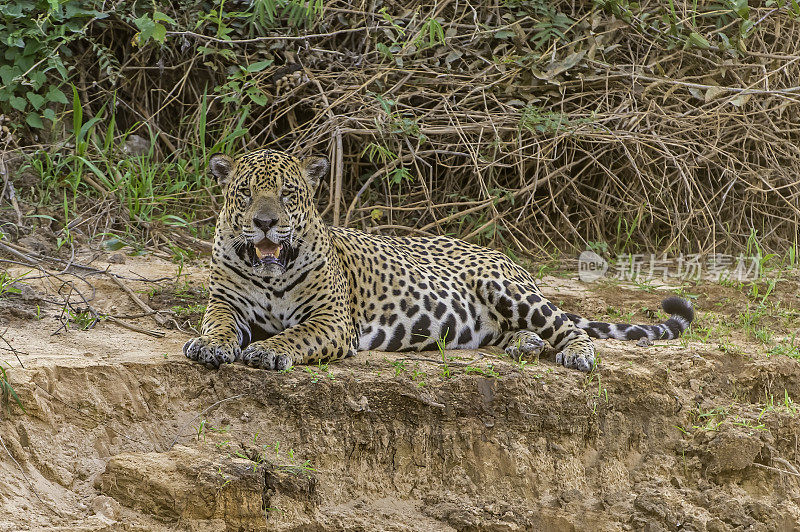 美洲虎(Panthera onca)是一种大型猫科动物，是美洲虎属猫科动物，是美洲唯一现存的美洲虎物种，在巴西潘塔纳尔发现。沿着河边打猎。散步。